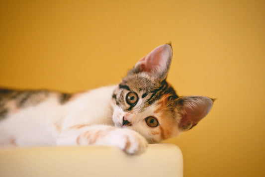 Pet Blogs